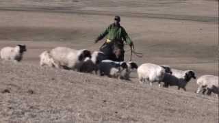 FAO project in Mongolia stresses community involvement