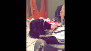 Caught Luna playing and then she stopped.. (: