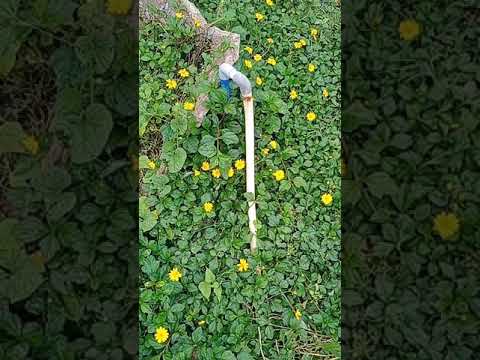 flowers short video nasreen