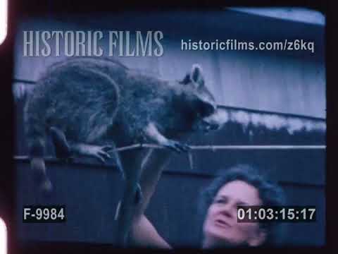 Sam the Raccoon and the Family Dog PART 2 - 1968 and still playing!