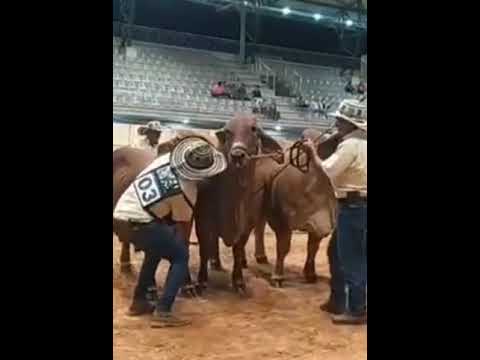 ✨️ Feria Internacional "LAS FLORES DE LA  GANADERIA" 2023 | Rionegro - Antioquia🇨🇴