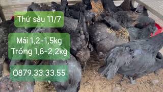 Thứ sáu 11/07