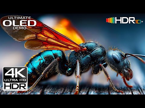 Breathtaking 4K Ultra HD | Full HDR Test OLED Demo for Your Premium TV