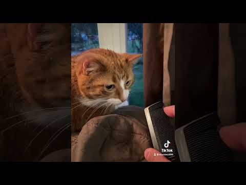 Stroking Comb Makes Cat Gag || ViralHog