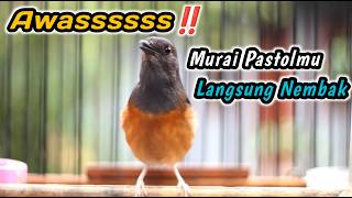 Download lagu MURAI JANTAN APAPUN PASTI LANGSUNG RESPON BUNYI‼️KRETEKAN KERAS MURAI BETINA PENGGACOR PALING JITU mp3