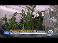 Potential new solution to citrus greening
