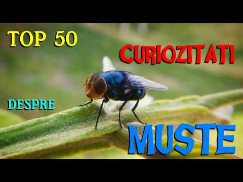 miopie și muște în ochi cum se tratează vederea cu arcul