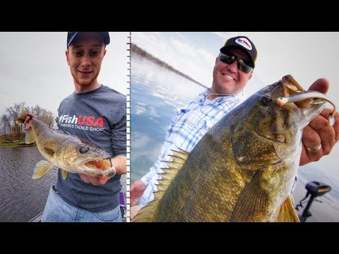 Target Walleye AND Bass With Paddle Tail Swimbaits