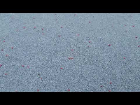 Clover Mites All Over the Back Patio