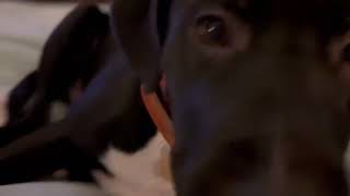 Video preview image #1 Labrador Retriever-Unknown Mix Puppy For Sale in Holly Springs, NC, USA