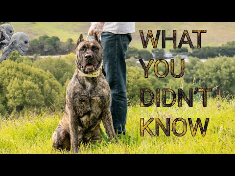 10 Interesting Facts: About the PRESA CANARIO