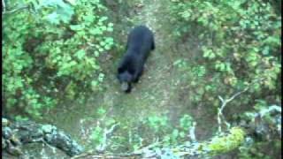 Любопытный медведь