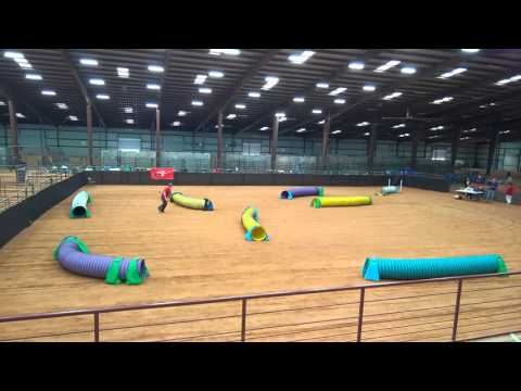 NADAC Open Tunnelers 2016.02.28