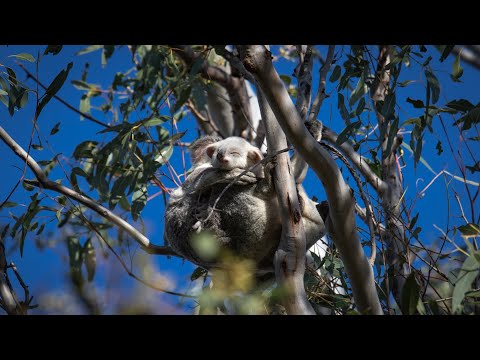 Rare White Koala in the wild Ep 5