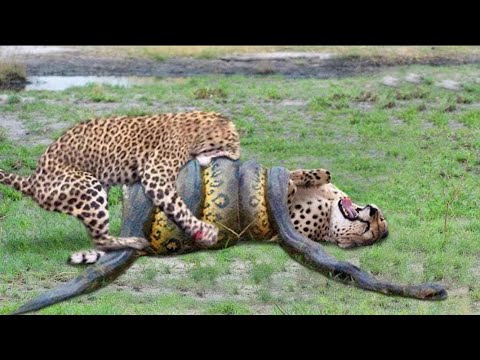 Top 10 Strongest Predators In The Wild - Prey Vs Predator - Predators Animals Real Fights to death