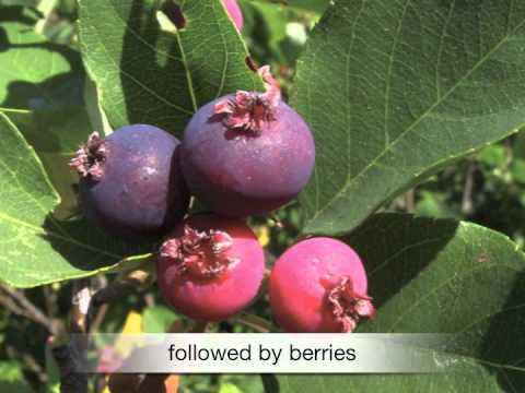 Amelanchier canadensis Serviceberry