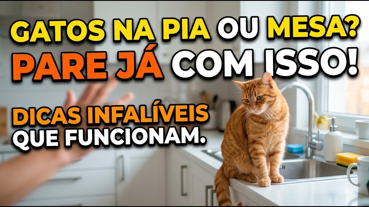 DICAS para o GATO NÃO subir, não pular na PIA, na MESA... - Gatil Hauser