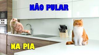 DICAS para o GATO NÃO subir, não pular na PIA, na MESA... - Gatil Hauser