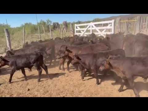 140 TERNEROS 95KG PUNTA DEL AGUA MZA