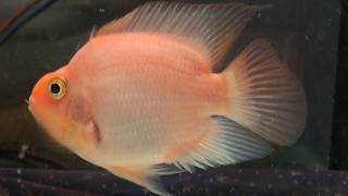 Red Devil cichlid fish