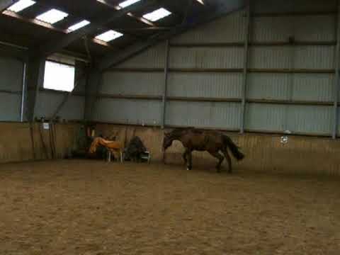 Wynona Ryder - Freispringen, Holsteiner Stute von Locato - Barnaul xx