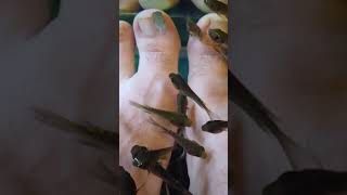 🐟🐟🐟 Fish Spa Pedicure | Fish Eat Our Dead Skin! 🧟🧟🧟 #shorts