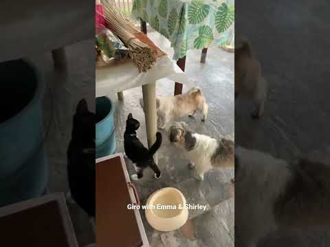 Dogs trying to get along with a kitten