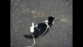 preview picture of video 'ころがる猫、てん（おもしろい猫動画）  구르기 고양이  Funny Cat　Cat Rolling video'