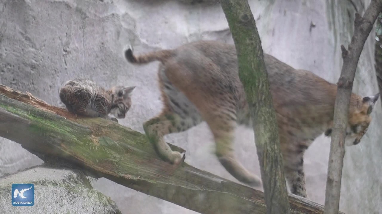 Centro de conservación animal de Ciudad de México registra primer nacimiento de cría de lince rojo