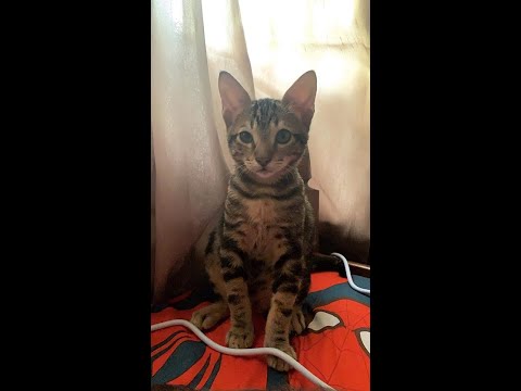 nandito lang ako original tagalog composition