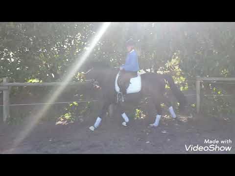 Edelmann's Nahla de Luxe v. Noir de Luxe