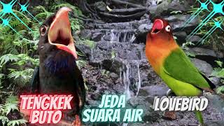 Download lagu Terbaru..! Masteran Lovebird Vs Tengkek Buto Jeda Air Suara Jernih, Lovebird Anda Cepat Menirukan mp3 Download lagu Terbaru..! Masteran Lovebird Vs Tengkek Buto Jeda Air Suara Jernih, Lovebird Anda Cepat Menirukan mp3