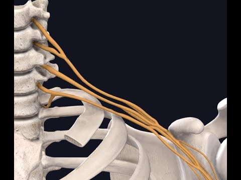 Lockdown Anatomy with Prof Alice Roberts #8: Nerves of the Upper Limb