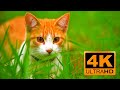 4k Animals Video 4k Pet Animals 4k Animals Collection ️ 4k Cat Video 4k Dog Video 4k Nature