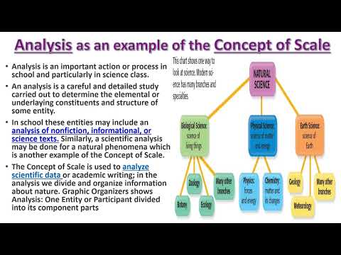 PEEL Explanation Paragraph and Concepts: Form & Function, Scale