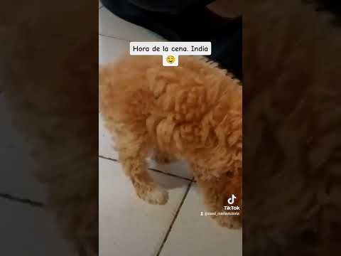 Caniche - 50 días y comiendo su papilla. 🥰 #indiarosarina #perros #pets #dogs #dogslover