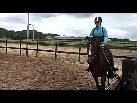 3 years old show jumping mare (Coupie x Calvador) 2 months saddle broken