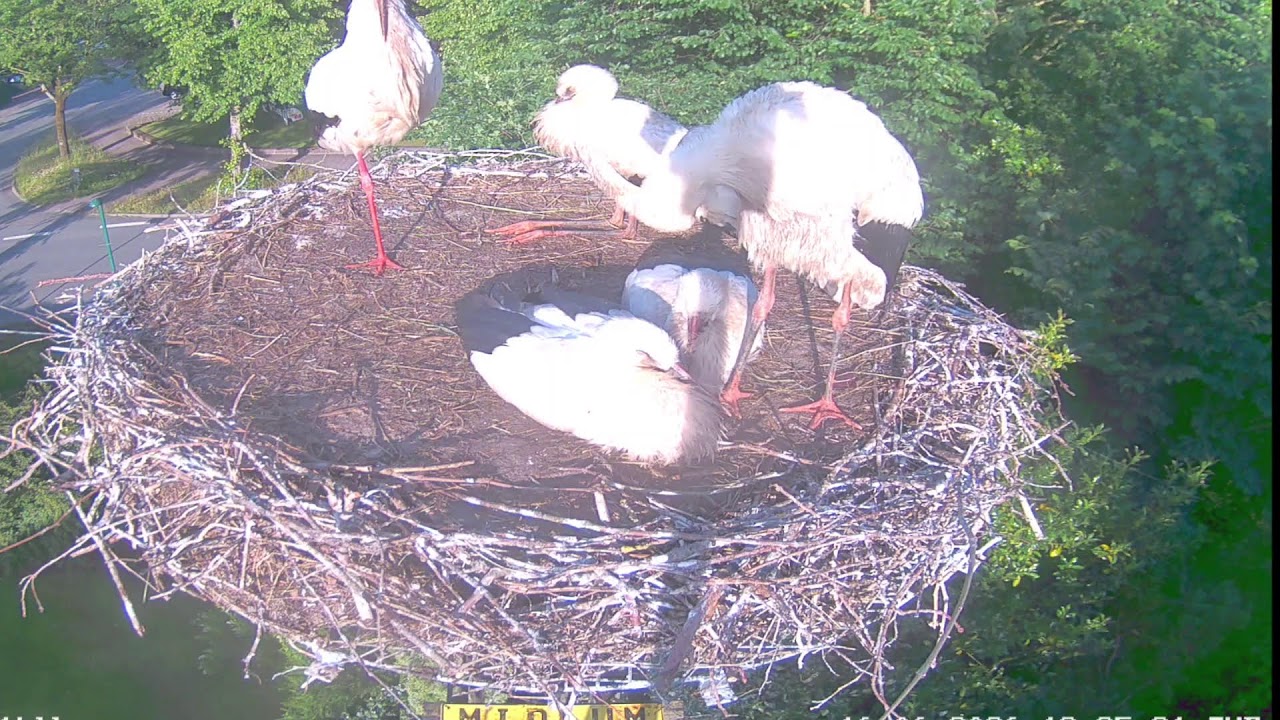 Live webcam view of Midlum White Stork Nest Cam