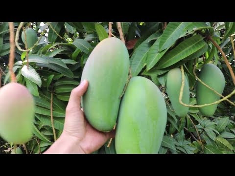 download lagu mp3 mp4 Mango Season Vietnam, download lagu Mango Season Vietnam gratis, unduh video klip Mango Season Vietnam