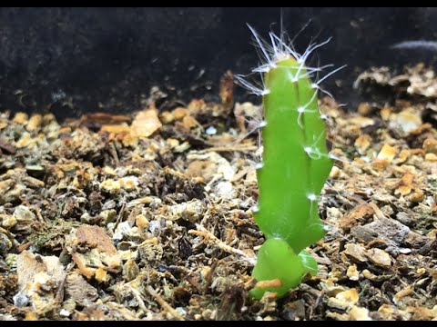 How to grow dragonfruit from seed