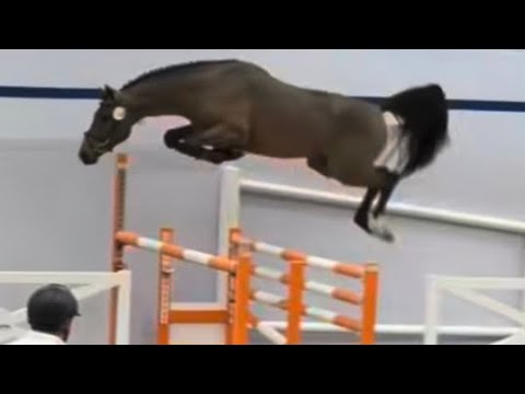 Half brother Pleasure vd Moervelden Z