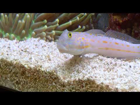 Why your Sand Gobies die! RIP