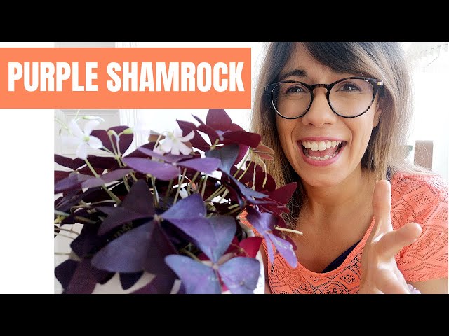 Video Pronunciation of shamrock in English