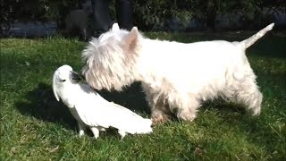 The Fondling Cockatoos