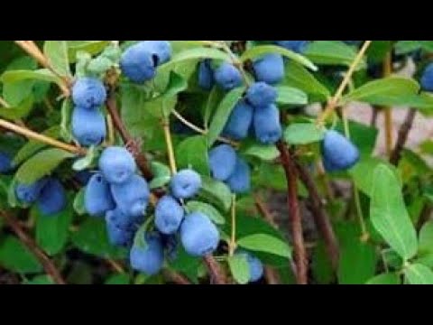 So you want a food forest? Bushes - My top 6