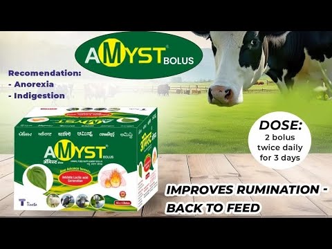AMYST BOLUS FEED SUPPLEMENT