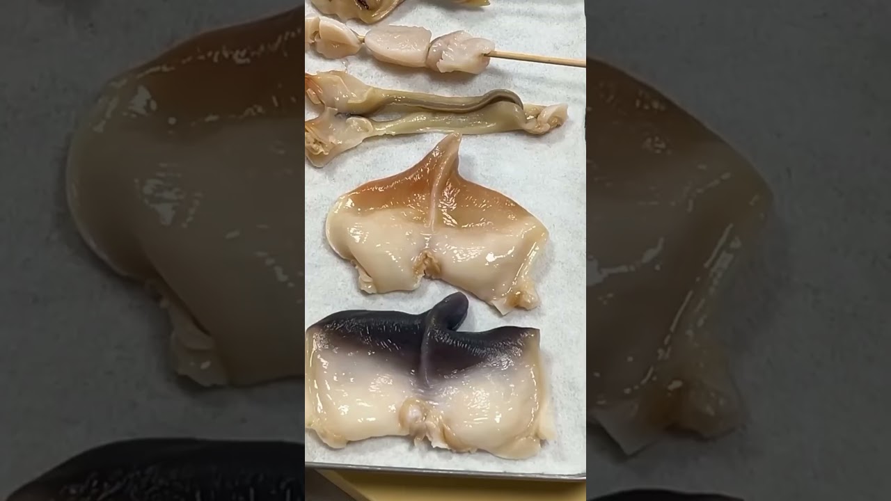 ホッキ貝(貝の魚教室)