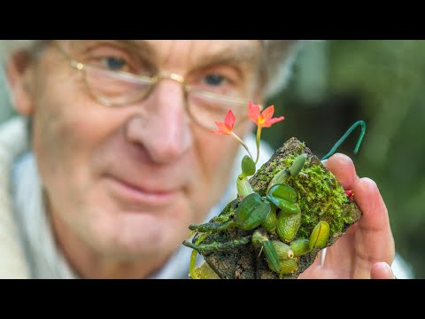 Episode 28 My orchid greenhouse in winter.