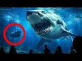 The Unbelievable Reason Why You'll Never Again See Great White Sharks In Aquariums