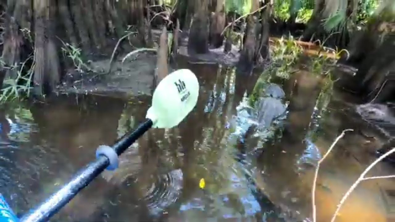 Alligator encounter on the Loxahatchee river with Coastline Adventures
